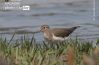 Common Sandpiper, by Tareq Uddin Ahmed