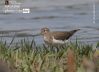 Common Sandpiper, by Tareq Uddin Ahmed