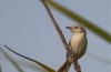 The Plain Prinia, by Tareq Uddin Ahmed