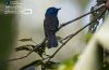 The Black-naped Monarch, by Tareq Uddin Ahmed