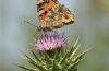 Painted Lady on Thistle, by Bawar Mohammad