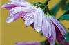 Chrysanthemum in the Rain, by Bawar Mohammad