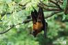 Indian Flying Fox, by Fakrul Mamun