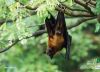 Indian Flying Fox, by Fakrul Mamun