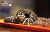 Tasty Yummy Donuts, by Ankush Kochhar