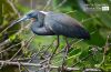 Great Blue, by Steve Hirsch