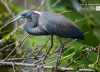 Great Blue, by Steve Hirsch