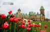 Tulips at Parliament Hill, by Mazhar Hossain