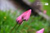 Tulips in Pink, by Mazhar Hossain