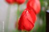 Red Tulips, by Mazhar Hossain