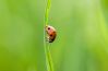 A Beautiful Ladybug, by Bawar Mohammad