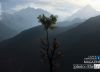 Himalayan Tree, by Magda Biskup