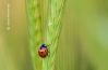 A Scarlet Ladybug, by Bawar Mohammad