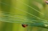 A Ladybug on the Grass, by Bawar Mohammad