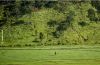 Fields of Green, by Masrur Ashraf