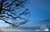 Tree Branches from Amedikallu, by Sandeep Chandra