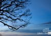 Tree Branches from Amedikallu, by Sandeep Chandra