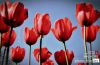 The Red Tulip by Ajit Chouhan