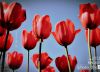 The Red Tulip by Ajit Chouhan