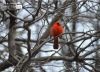 Red Robin in Central Park, by Des Brownlie