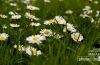 Springtime Daisies in Paris, by Louise Fahy