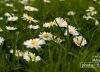 Springtime Daisies in Paris, by Louise Fahy