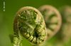 Fern in Spring, by Ola Cedell