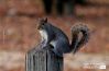 A Squirrel on the Post, by Thomas Vasas