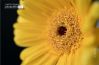 Gerbera Close-up, by Ola Cedell