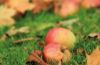 Apples in Autumn, by Anish Kharkar