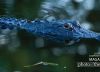 Florida Gator, by Steve Hirsch