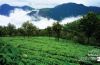 The Unforgettable Beauty of Nilgiri, by Subhashish Nag Choudhury