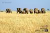 Mara Elephants Group, by Gabriele Ferrazzi