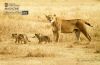 Lioness and Cubs, by Gabriele Ferrazzi