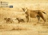 Lioness and Cubs, by Gabriele Ferrazzi