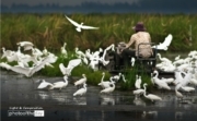 Preparing the Rice Paddy, by Jim Perceval