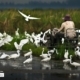 Preparing the Rice Paddy, by Jim Perceval