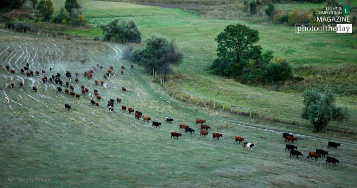 Cows Area, by Sergey Tomas