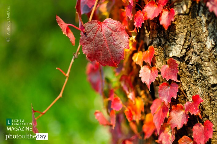 Fall Texture, by Anthony Dell'Ario