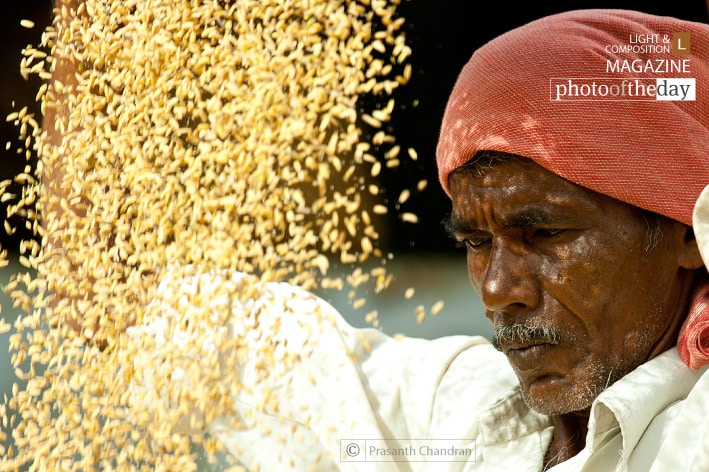 The Harvest, by Prasanth Chandran