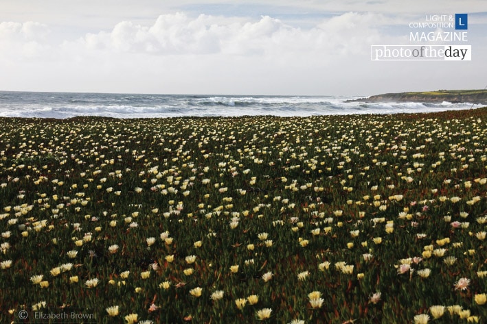 Ice Plants on the California Coast, by Elizabeth Brown