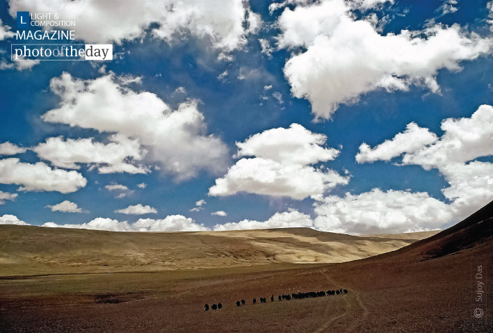 Yak Caravan Crosses the North Sikkim Plateau, by Sujoy Das