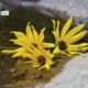 Texas Creek Flowers, by Kari Cvar