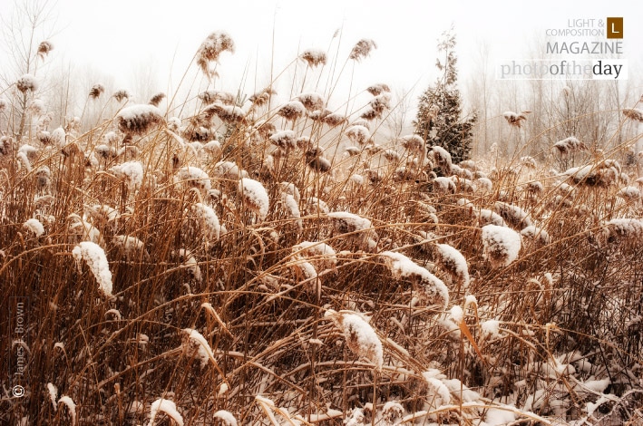 Winter Wonderland, by James L. Brown