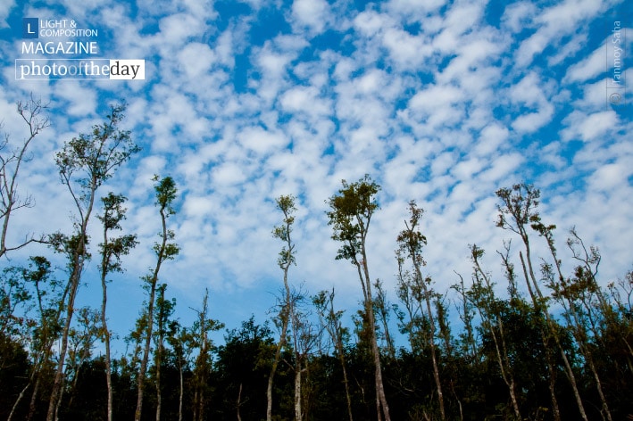 Where the Blue and Green Get Mixed with Each Other, by Tanmoy Saha