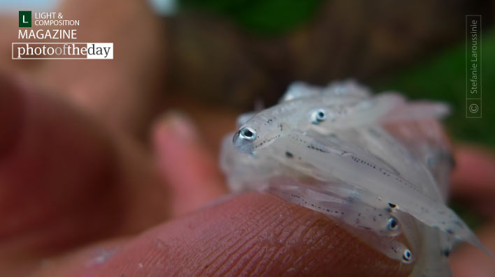 Tiny Filipino Fish, by Stefanie Laroussinie