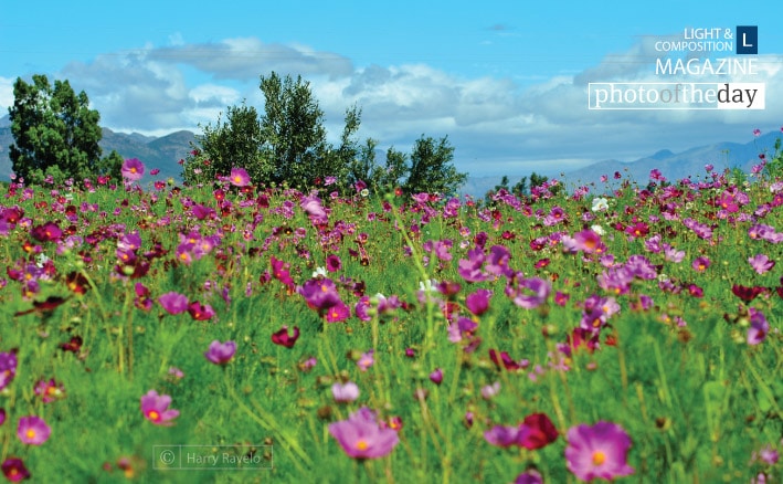 Cosmo Field, by Harry Ravelo