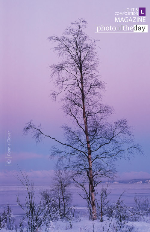 Lone Tree at Winter Sunset, by Ronnie Glover