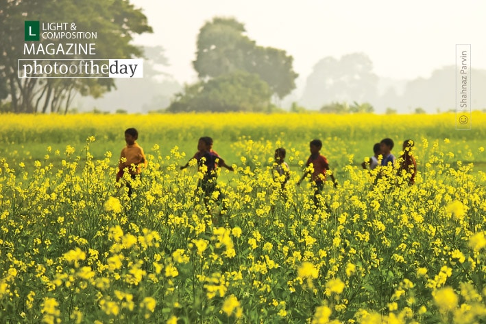 From the Yellow Field, by Shahnaz Parvin