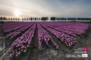 Tulips at Sunset, by Ron ter Burg